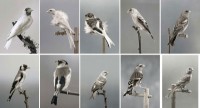http://carolinanitsch.com/files/gimgs/th-118_118_hoe-000-birds-complete-2rows.jpg